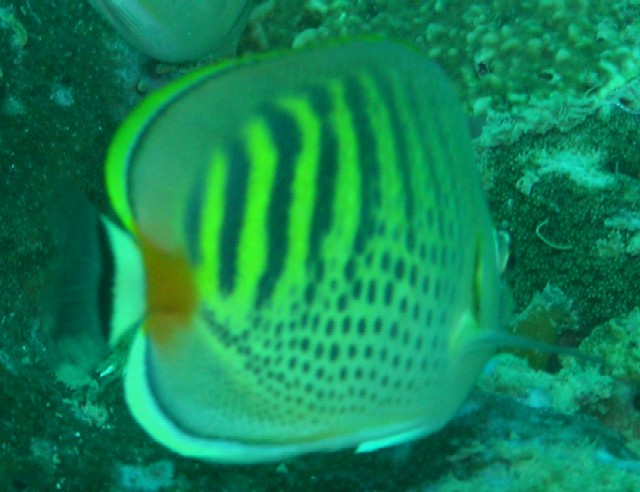 Chaetodon punctatofasciatus 00319.JPG